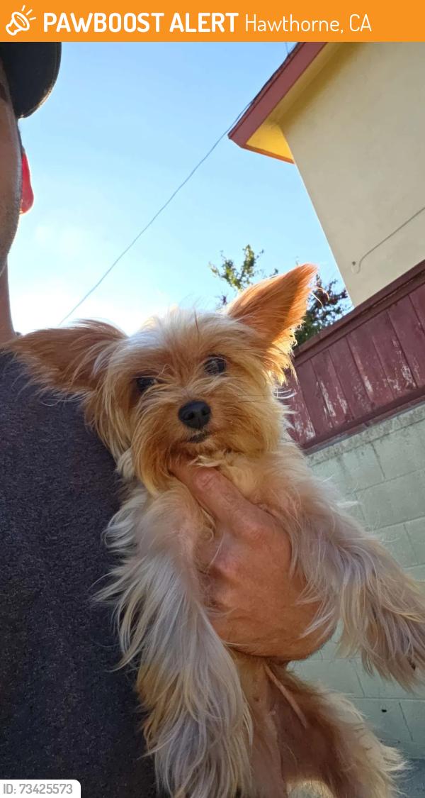 Found/Stray Female Dog last seen Imperial Ave/116th St, Hawthorne, CA 90250