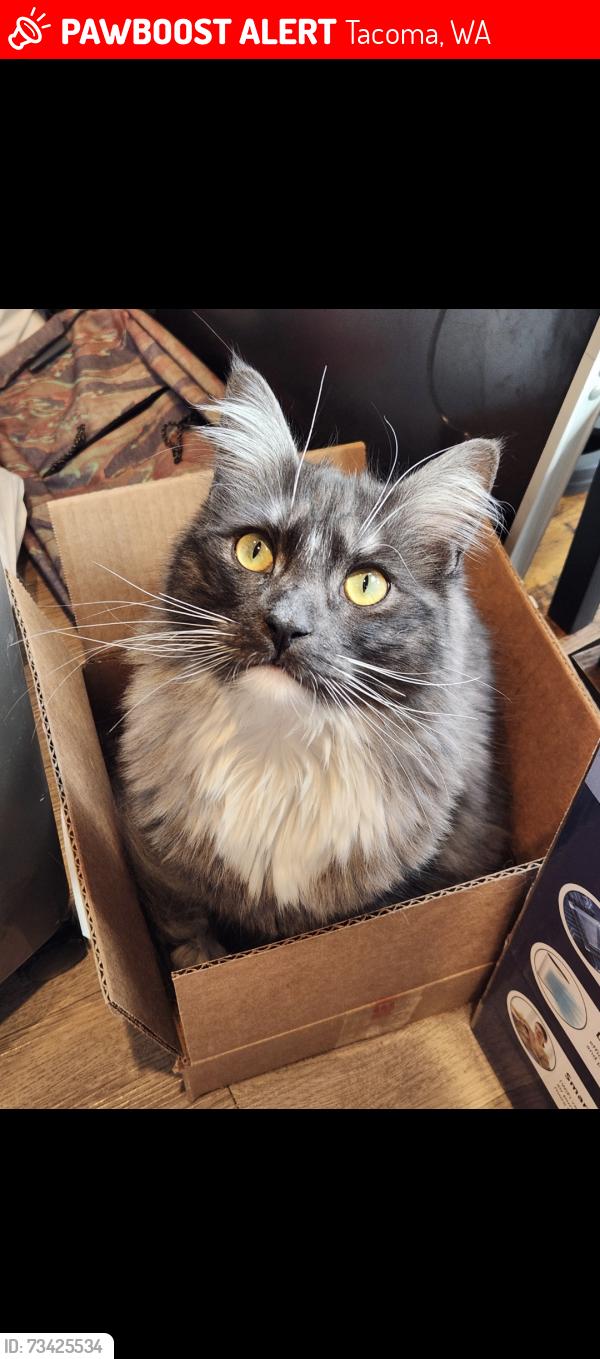Lost Male Cat last seen Lost near S70th st and Pacific Ave in Tacoma, Tacoma, WA 98408