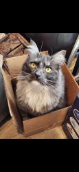 Lost Male Cat last seen Lost near S70th st and Pacific Ave in Tacoma, Tacoma, WA 98408