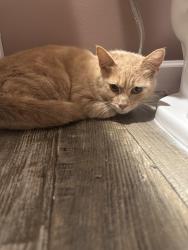 Found/Stray Female Cat last seen South side school, Hookstown, PA 15050