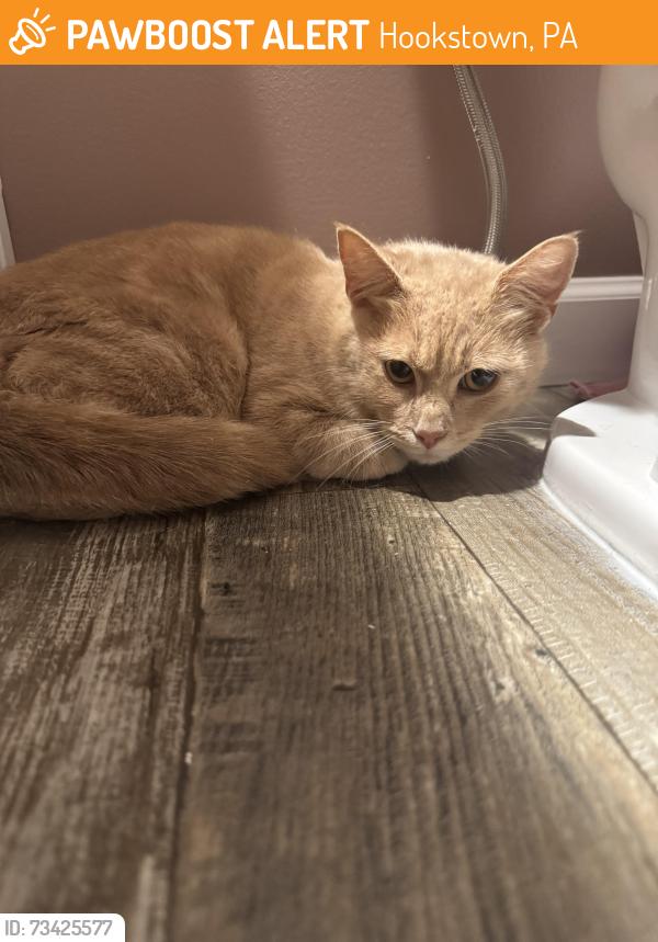 Found/Stray Female Cat last seen South side school, Hookstown, PA 15050