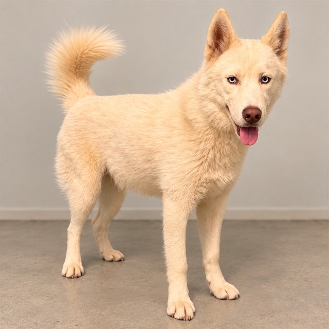 Shelter Stray Male Dog last seen , 38550 Sierra Hwy, Palmdale, CA 93550, USA