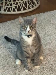 Reunited Male Cat last seen Woodhaven, Queens, NY 11374