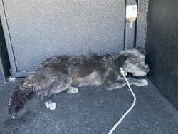 Shelter Stray Female Dog last seen Near BLK W VICTORIA ST LONG BEACH CA 90805, 7700 E Spring St, Long Beach, CA 90815, USA