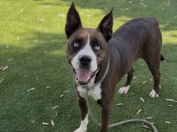 Shelter Stray Female Dog last seen , 1850 W 60th St, Los Angeles, CA 90047, USA