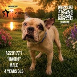 Shelter Stray Male Dog last seen , 1850 W 60th St, Los Angeles, CA 90047, USA