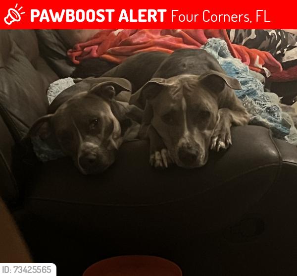 Lost Female Dog last seen Highway 27 and Westchester Subdivision area, Four Corners, FL 34714