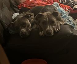 Lost Female Dog last seen Highway 27 and Westchester Subdivision area, Four Corners, FL 34714