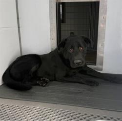 Shelter Stray Male Dog last seen ALDER X SAN BERNARDINO, 333 Chandler Pl, San Bernardino, CA 92408, USA