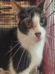 Shelter Stray Female Cat last seen , 1850 W 60th St, Los Angeles, CA 90047, USA