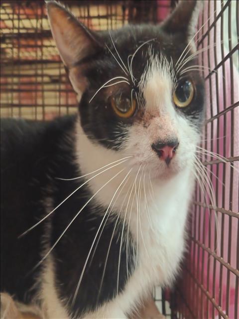 Shelter Stray Female Cat last seen , 1850 W 60th St, Los Angeles, CA 90047, USA