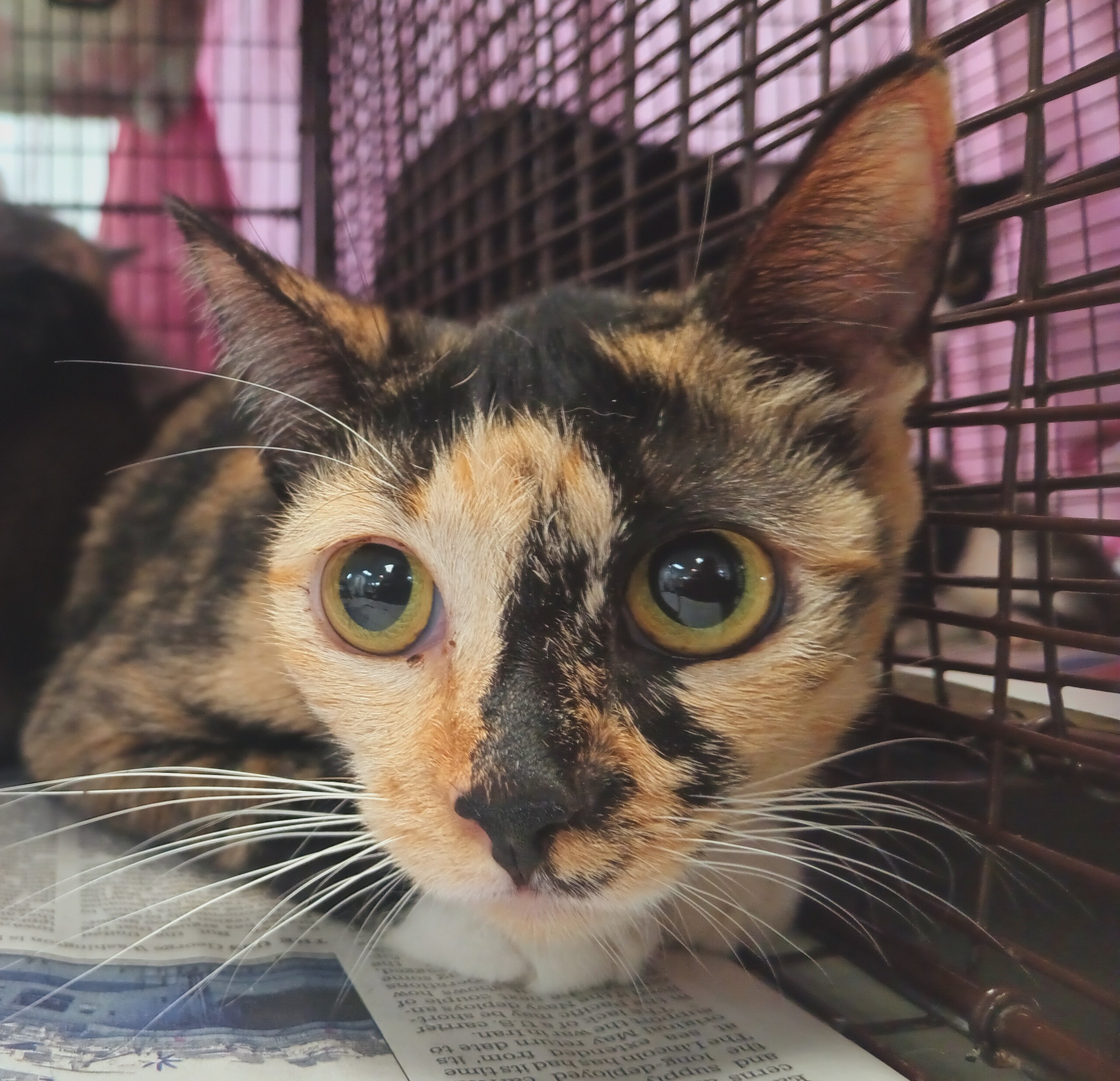 Shelter Stray Female Cat last seen , 1850 W 60th St, Los Angeles, CA 90047, USA