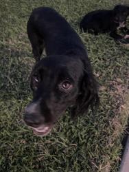 Found/Stray Female Dog last seen Near Berta Palacios, Pharr, TX 78577