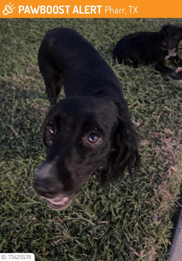 Found/Stray Female Dog last seen Near Berta Palacios, Pharr, TX 78577