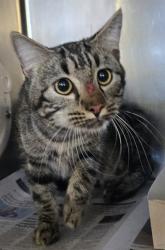 Shelter Stray Unknown Cat last seen , 5210 W Ave I, Lancaster, CA 93536, USA