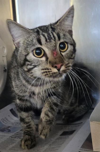 Shelter Stray Unknown Cat last seen , 5210 W Ave I, Lancaster, CA 93536, USA