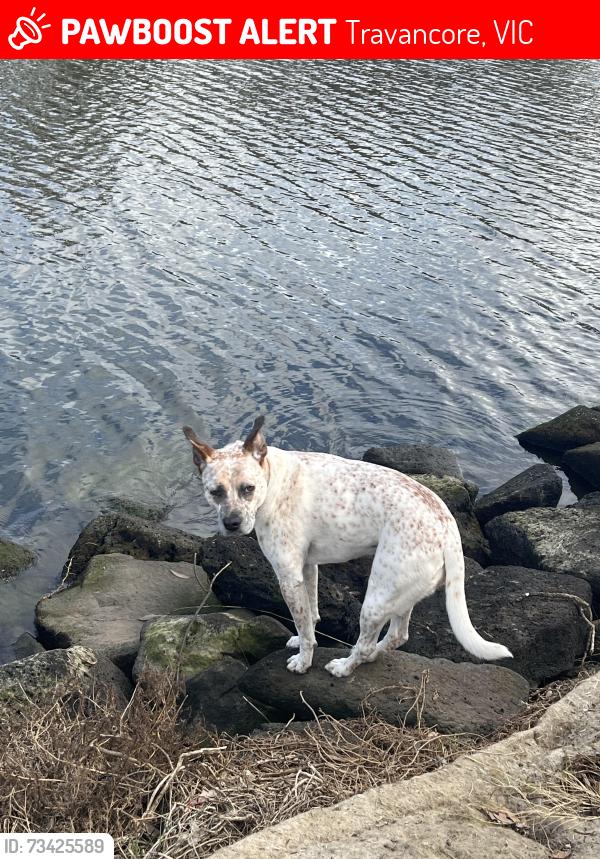 Lost Female Dog last seen Travancore Park, Travancore, VIC 3032
