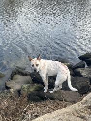 Lost Female Dog last seen Travancore Park, Travancore, VIC 3032