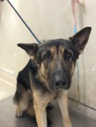 Shelter Stray Male Dog last seen Near BLOCK RIDGEDALE DR, PERRIS, CA, 6851 Van Buren Boulevard, Jurupa Valley, CA 92509, USA