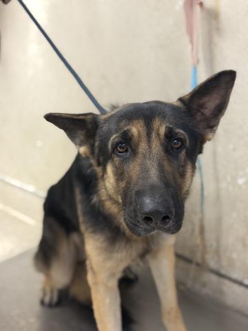 Shelter Stray Male Dog last seen Near BLOCK RIDGEDALE DR, PERRIS, CA, 6851 Van Buren Boulevard, Jurupa Valley, CA 92509, USA