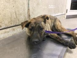 Shelter Stray Male Dog last seen Near BLOCK WOODLAWN ST, PERRIS, CA, 6851 Van Buren Boulevard, Jurupa Valley, CA 92509, USA