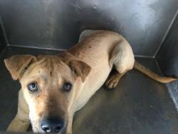 Shelter Stray Male Dog last seen Near BLOCK WOODLAWN ST, PERRIS, CA, 6851 Van Buren Boulevard, Jurupa Valley, CA 92509, USA