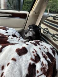 Lost Female Dog last seen McLean and vollintine, Memphis, TN 38107