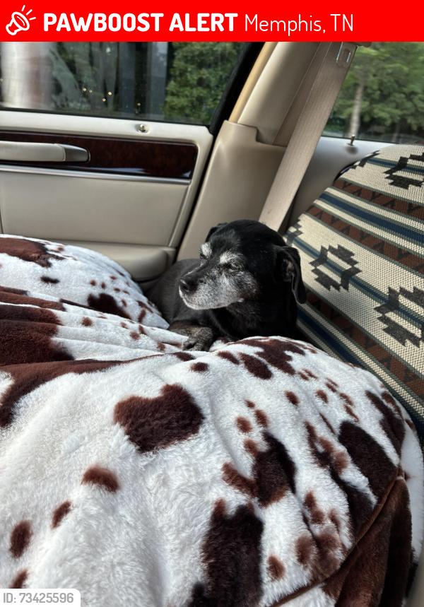 Lost Female Dog last seen McLean and vollintine, Memphis, TN 38107