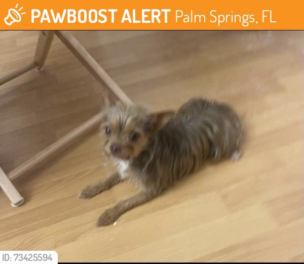 Found/Stray Male Dog last seen Laker arbor dr, Palm Springs, FL 33461