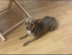 Found/Stray Male Dog last seen Laker arbor dr, Palm Springs, FL 33461