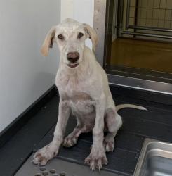 Shelter Stray Male Dog last seen , 333 Chandler Pl, San Bernardino, CA 92408, USA