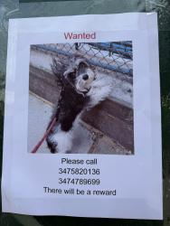 Reunited Female Dog last seen Keyfood, The Bronx, NY 10461