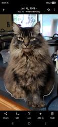Lost Male Cat last seen Anthony Drive, Aloha, OR 97003