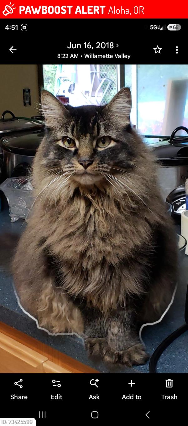 Lost Male Cat last seen Anthony Drive, Aloha, OR 97003