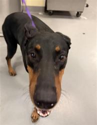 Shelter Stray Female Dog last seen Near BLOCK N SANDERSON AVE, HEMET, CA 92545, 581 S Grand Ave, San Jacinto, CA 92582, USA