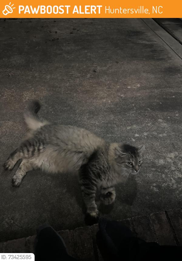 Found/Stray Unknown Cat last seen Cashion gas station at the end of beaties ford, Huntersville, NC 28078