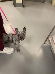 Shelter Stray Female Dog last seen STATE ST /N RAMONA BL, SAN JACINTO, CA, 92583, 581 S Grand Ave, San Jacinto, CA 92582, USA