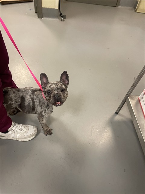 Shelter Stray Female Dog last seen STATE ST /N RAMONA BL, SAN JACINTO, CA, 92583, 581 S Grand Ave, San Jacinto, CA 92582, USA