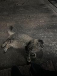 Found/Stray Unknown Cat last seen Cashion gas station at the end of beaties ford, Huntersville, NC 28078
