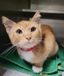 Shelter Stray Male Cat last seen , 14409 Vanowen St, Van Nuys, CA 91405, USA