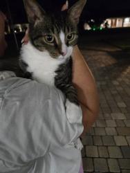 Reunited Female Cat last seen Westmoreland and Broughton, Sarasota, FL 34243