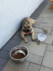 Found/Stray Female Dog last seen Lean avenue, San Jose, CA 95123