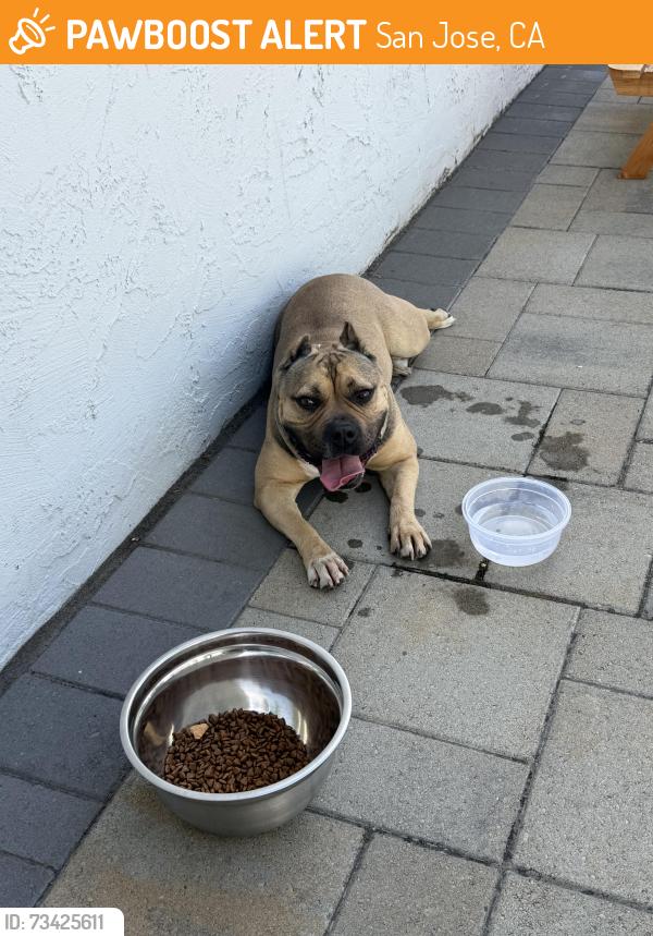 Found/Stray Female Dog last seen Lean avenue, San Jose, CA 95123