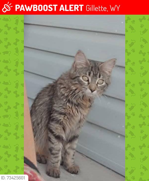 Lost Female Cat last seen Near desert hills circle apmt 79 area, Gillette, WY 82716