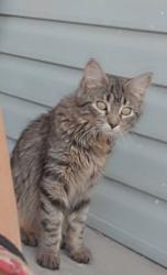 Lost Female Cat last seen Near desert hills circle apmt 79 area, Gillette, WY 82716