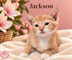 Shelter Stray Male Cat last seen Near blk Holley- EV, EVERMAN, TX, 3961 Bluebell Dr, Everman, TX 76140, USA