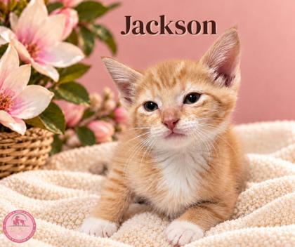 Shelter Stray Male Cat last seen Near blk Holley- EV, EVERMAN, TX, 3961 Bluebell Dr, Everman, TX 76140, USA
