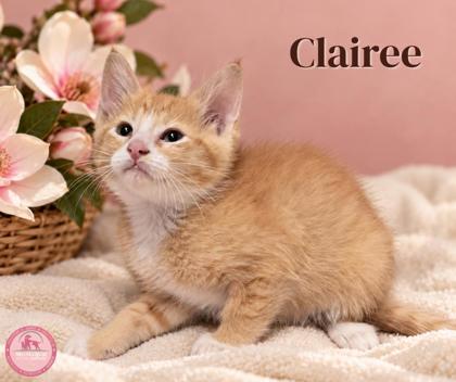 Shelter Stray Female Cat last seen Near blk Holley- EV, EVERMAN, TX, 3961 Bluebell Dr, Everman, TX 76140, USA