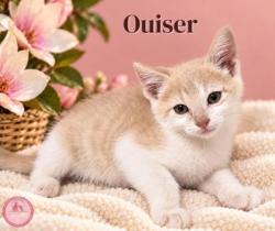 Shelter Stray Male Cat last seen Near blk Holley- EV, EVERMAN, TX, 3961 Bluebell Dr, Everman, TX 76140, USA