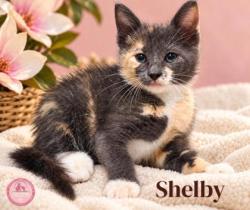 Shelter Stray Female Cat last seen Near blk Holley- EV, EVERMAN, TX, 3961 Bluebell Dr, Everman, TX 76140, USA